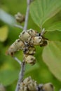 Witch Hazel Diane Royalty Free Stock Photo